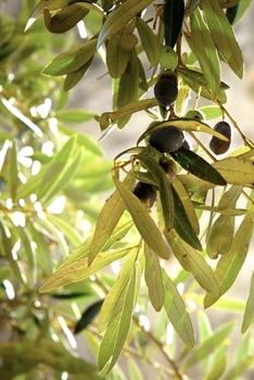 Paperback Olive Tree Leaves Journal: 150 Page Lined Notebook/Diary Book
