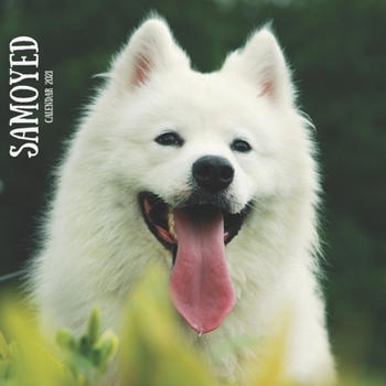 Paperback Samoyed Calendar 2021: Wall & Office Calendar 12 Month, Dog Breed Calendar Book