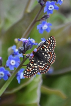 Paperback Checkerspot Butterfly Journal: 150 Page Lined Notebook/Diary Book