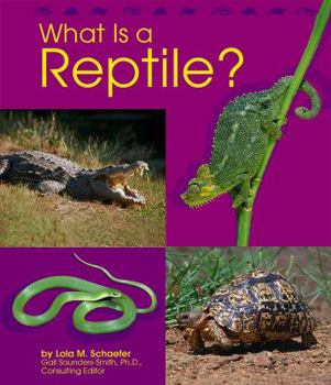 Paperback What Is a Reptile? Book