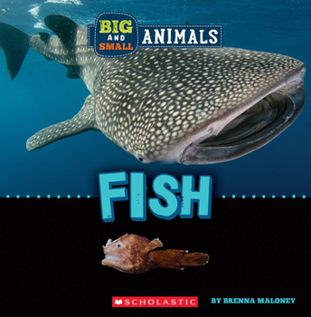 Paperback Fish (Wild World: Big and Small Animals) Book