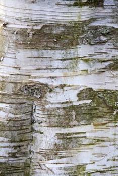 Paperback The Bark of a Birch Tree in the Woods Journal: Take Notes, Write Down Memories in this 150 Page Lined Journal Book