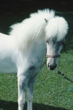 Paperback 2020 Daily Planner Horse Photo Equine Poofy White Pony 388 Pages: 2020 Planners Calendars Organizers Datebooks Appointment Books Agendas Book