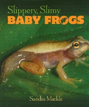 Hardcover Slippery, Slimy Baby Frogs Book