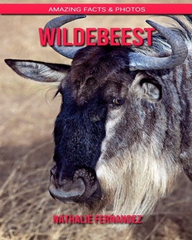 Wildebeest: Amazing Facts & Photos
