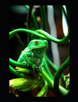 Arrotar Toothy Frog: Comédia Fantasia (Portuguese Edition)