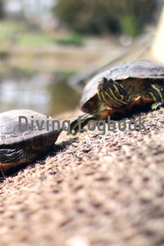 Diving Logbook: HUGE Logbook for 100 DIVES! Scuba Diving Logbook, Diving Journal for Logging Dives, Diver's Notebook, 6 x 9 inch