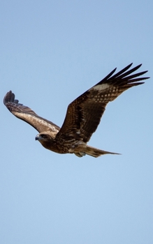Notebook: Journal/Diary/Notebook - Japanese Black Kite - 150 Lined Pages - 5"x8" - Softcover - Great for everyday use!