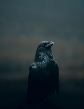 Notebook: College Ruled Composition Notebook / Raven Cover