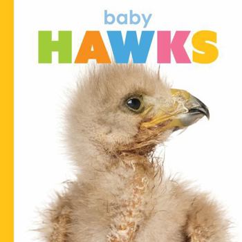 Paperback Baby Hawks Book