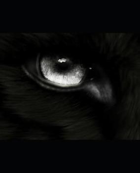 Destruction - Book #5 of the Wolf