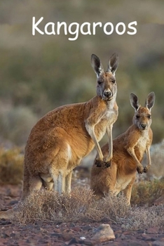Kangaroos (Animals)