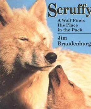 Paperback Scruffy: A Wolf Finds His Place in the Pack Book