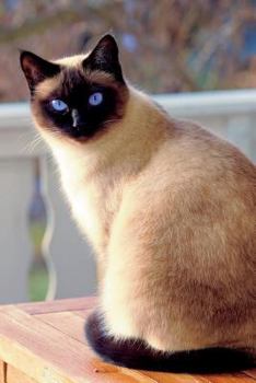 Seal Point Siamese Cat Journal: 150 Page Lined Notebook/Diary