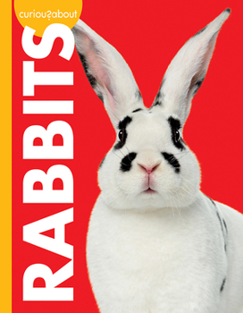 Paperback Curious about Rabbits Book