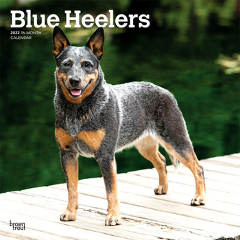 Blue Heelers 2022 12 x 12 Inch Monthly Square Wall Calendar, Animals Dog Breeds DogDays