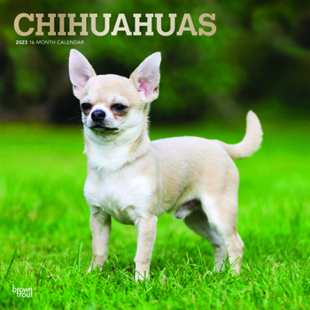 Calendar Chihuahuas 2023 Square Foil Book