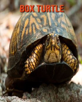 Box Turtle: Beautiful Pictures & Interesting Facts Children Book About Box Turtle