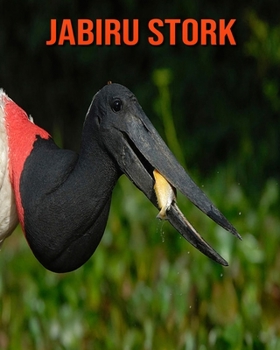 Jabiru Stork: Amazing Facts about Jabiru Stork