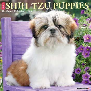 Calendar Just Shih Tzu Puppies 2024 12 X 12 Wall Calendar Book