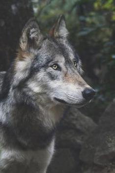 Paperback Mexican Gray Wolf Journal: 150 page lined notebook/diary Book