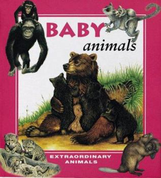 Paperback Baby Animals Book