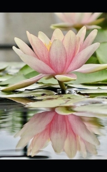 Paperback Emotional Alchemist: Living a More Fulfilling Life Book