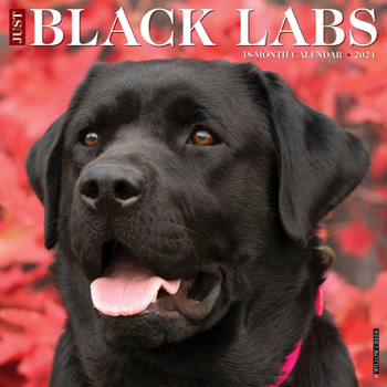 Calendar Just Black Labs 2024 12 X 12 Wall Calendar Book