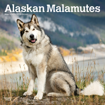 Calendar Alaskan Malamutes 2024 Square Book