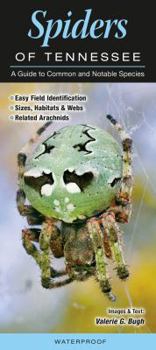 Spiders of Tennessee: A Guide to Common & Notable Species