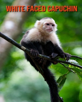 White Faced Capuchin: Amazing Facts about White Faced Capuchin