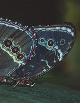 Paperback Butterflies Notebook Large Size 8.5 x 11 Ruled 150 Pages Book