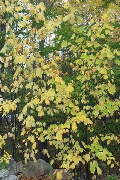 2020 Daily Planner Autumn Yellow Leaves 388 Pages: 2020 Planners Calendars Organizers Datebooks Appointment Books Agendas