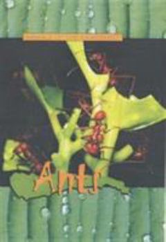 Hardcover Ants (Animals of the Rainforest) Book