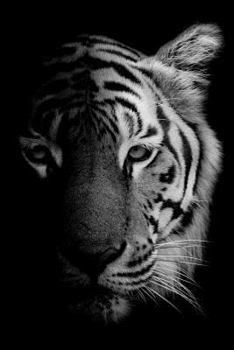 Paperback Tiger Notebook: Blank Lined Journal, Softcover (6x9 Inches) with 120 Pages Book