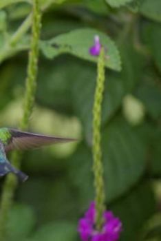 Paperback Hummingbird Notebook Book