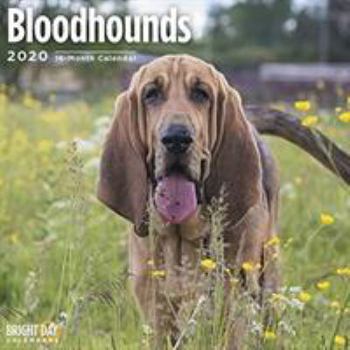 Calendar Bloodhounds Wall Calendar 2020 Book