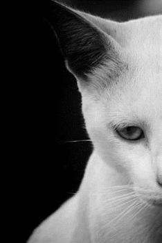 Paperback Notebook White Cat Book