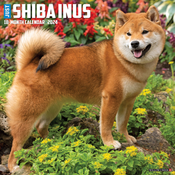 Calendar Just Shiba Inus 2024 12 X 12 Wall Calendar Book