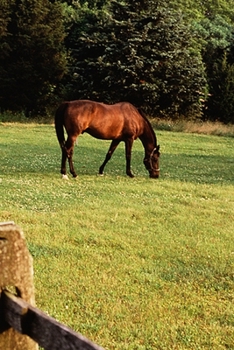 Paperback 2020 Daily Planner Horse Photo Equine Grazing Bay 388 Pages: 2020 Planners Calendars Organizers Datebooks Appointment Books Agendas Book