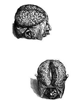 Anatomy Notebook: Human Brain 01 - Andreas Vesalius Anatomy Art College Ruled Notebook | 110 Pages (Andreas Vesalius White Cover)