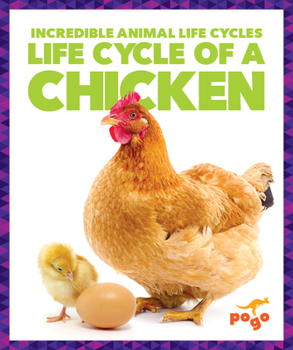 Paperback Life Cycle of a Chicken Book