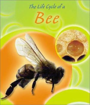 Hardcover The Life Cycle of a Bee Book