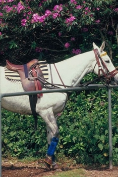 2020 Weekly Planner Horse Photo Equine Polo Pony 134 Pages: 2020 Planners Calendars Organizers Datebooks Appointment Books Agendas