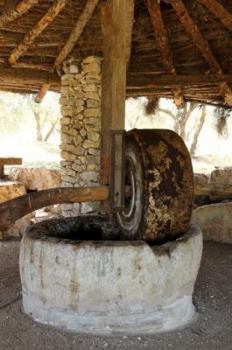 Paperback Good News in Nature: Plants in the Gospels (Bible Plants Series) Book