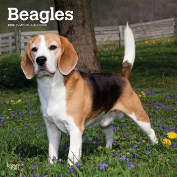 Calendar Beagles 2024 Square Book