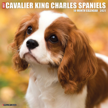 Calendar Just Cavalier King Charles Spaniels 2021 Wall Calendar (Dog Breed Calendar) Book