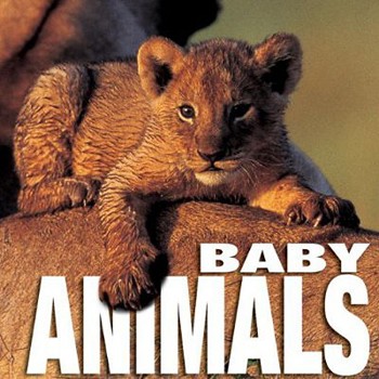 Hardcover Baby Animals Book