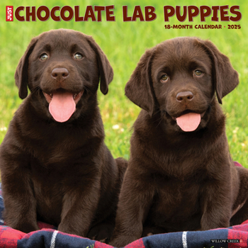 Calendar Just Chocolate Lab Puppies 2025 12 X 12 Wall Calendar Book