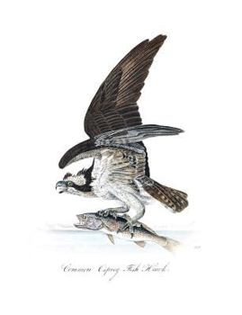 Paperback Common Osprey Fish Hawk Composition Notebook Book